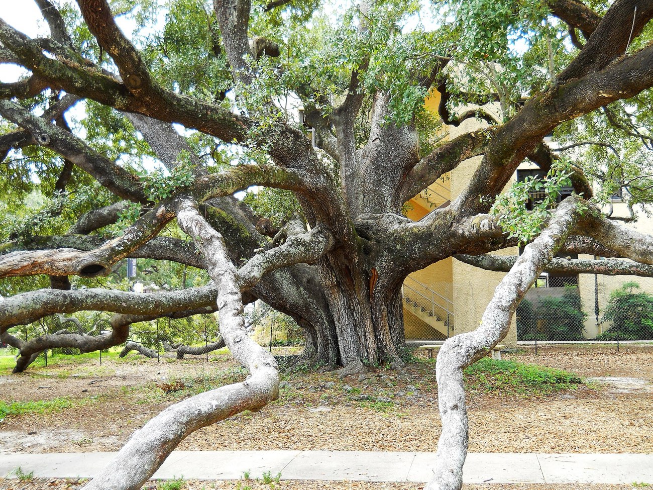 The sprawling limbs of the 500-year-old Friendship Oak in Long Beach Mississippi